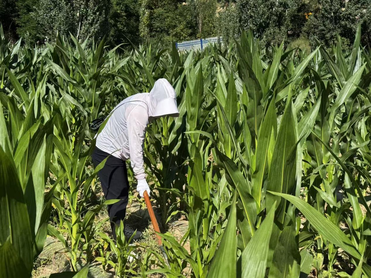 种草现场