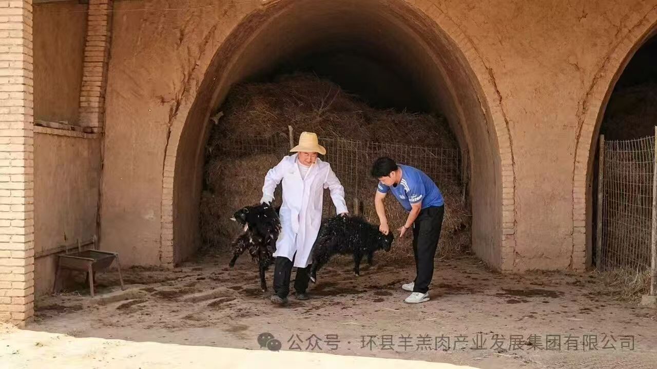 上门收羊